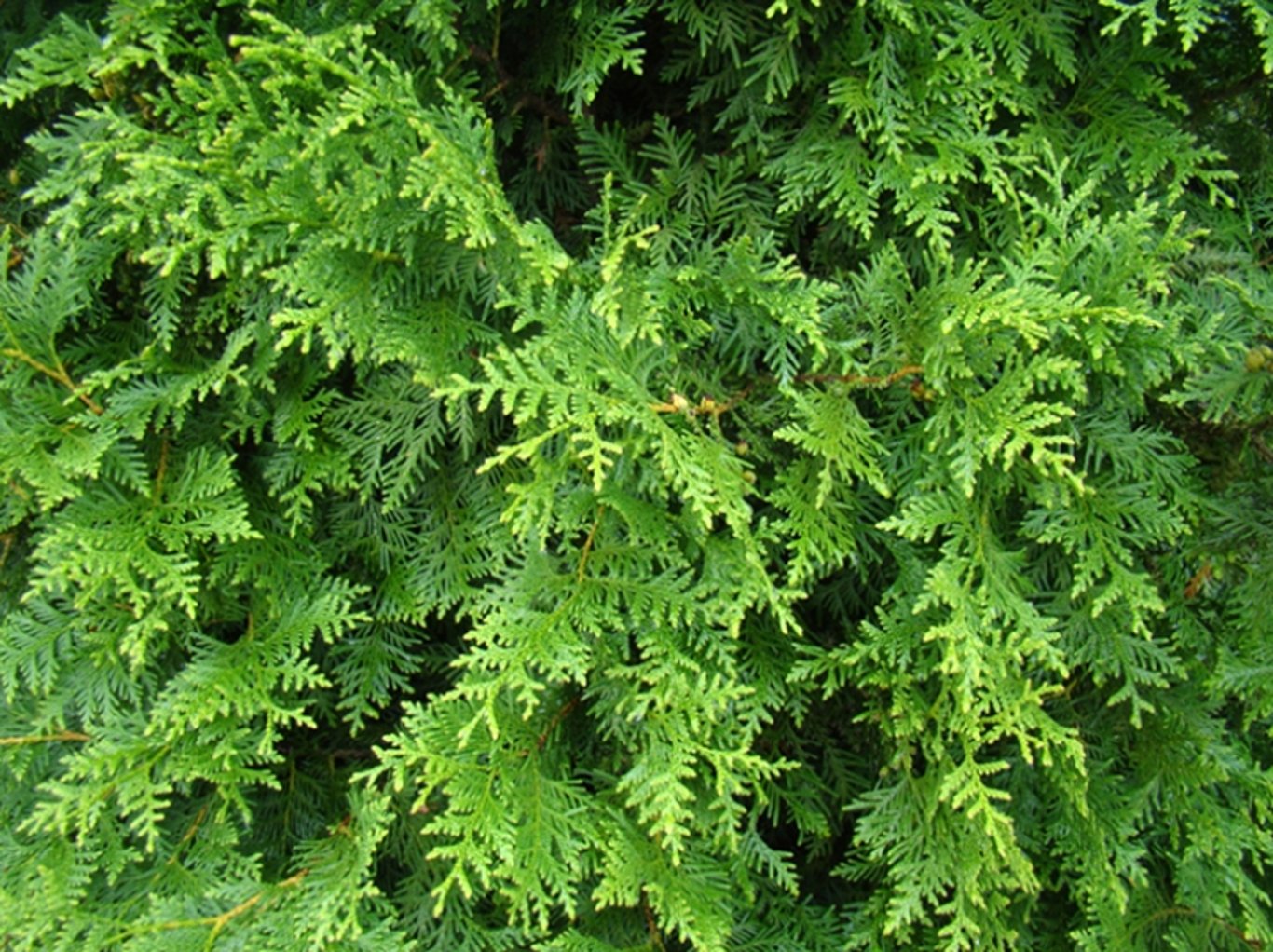 Thuja occ. 'Brabant' - 40-60 CM bare root 0/1/1